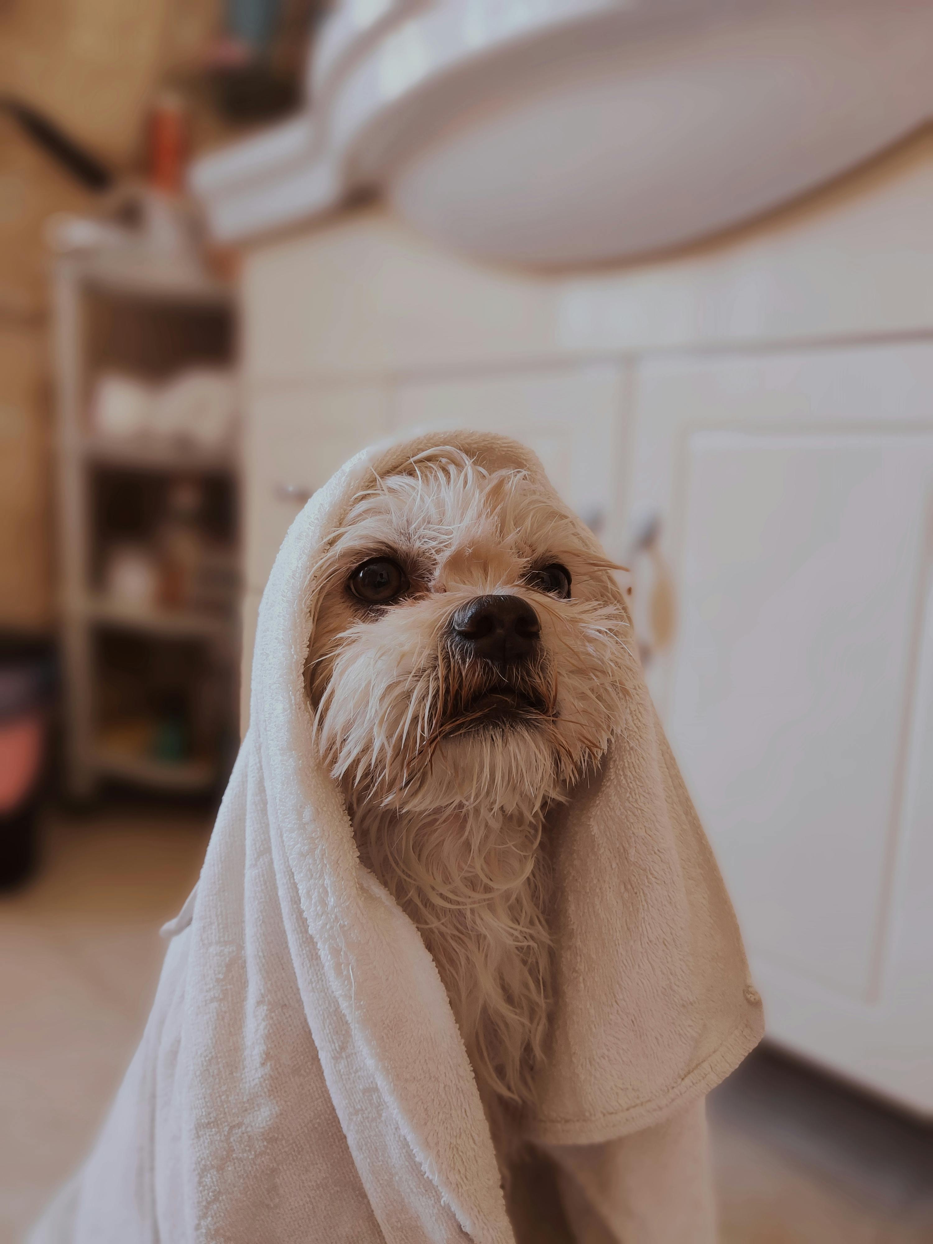 Tips for Washing Your Dog: Making Bath Time Calm, Safe, and Effective