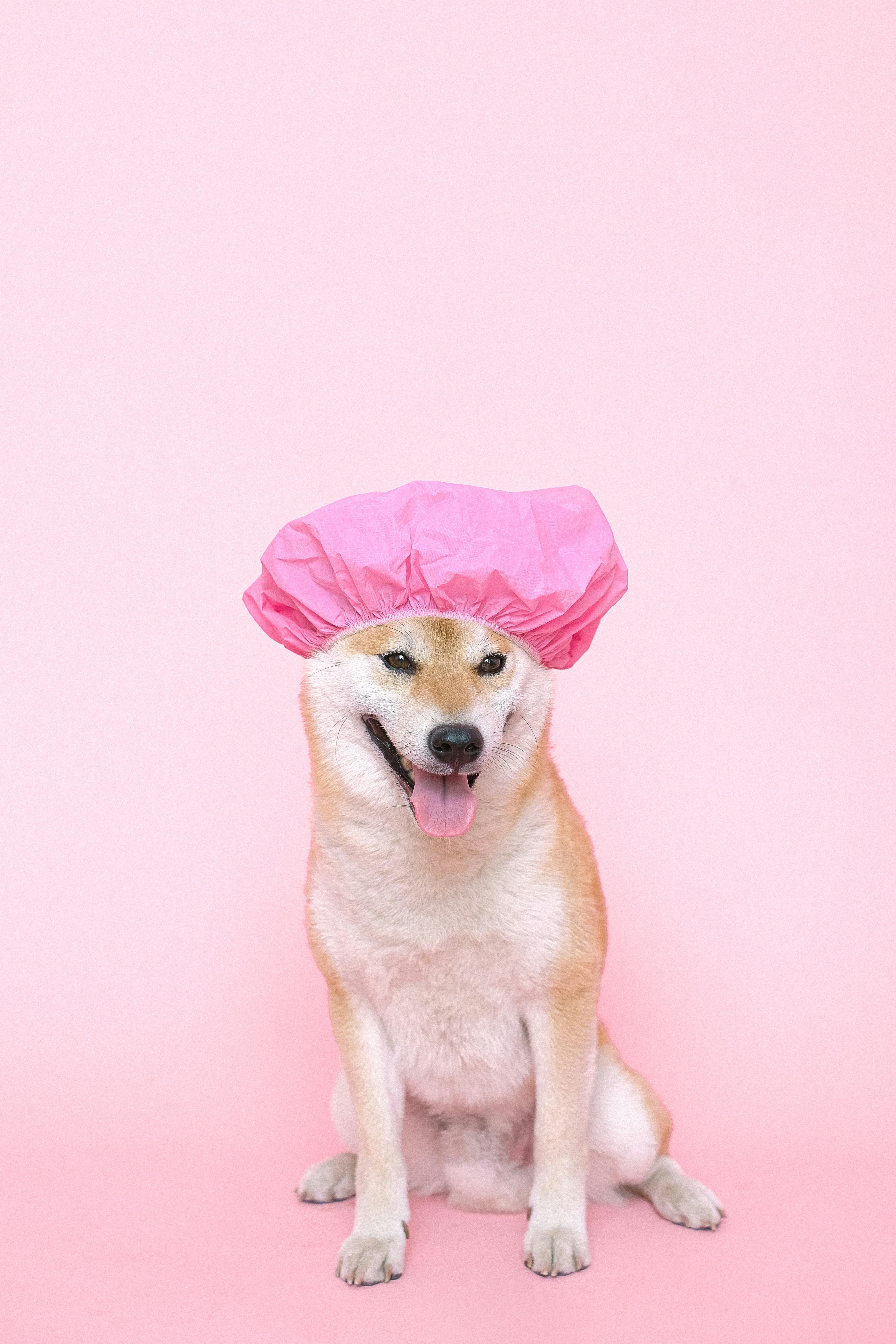 How do you use natural soap for your dog?
